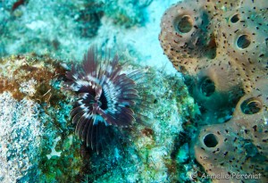 Malendure - îlet Pigeon